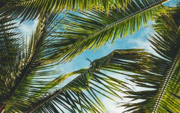 Wallpaper Coconut Tree Leaves Under Blue Sky