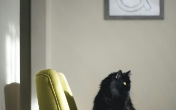 Wallpaper Black Cat on Green Sofa in Sunlight