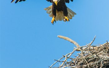 Wallpaper Bald Eagle Flapping Wings from Nest