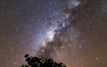 Wallpaper Silhouette Tree Milky Way