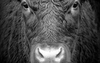 Wallpaper Grayscale Buffalo