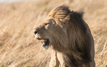 Wallpaper Shallow Focus Lion Wildlife