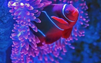 Wallpaper Red Fish Beside Pink Coral