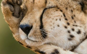 Wallpaper Closeup Cheetah