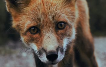 Wallpaper Selective Focus Photography of Orange Fox