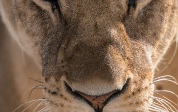 Wallpaper Close-Up Photography of Lioness Head