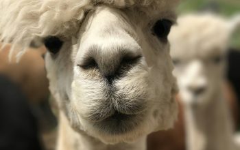 Wallpaper White Camel