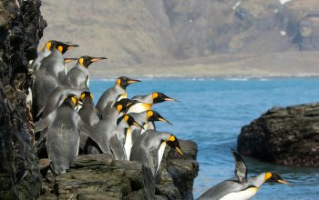 Wallpaper Penguins Standing on Rock Formation