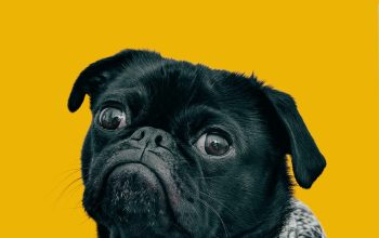 Wallpaper Black Pug with Gray Knit Scarf