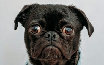 Wallpaper Black Dog Wearing Blue Denim Collar