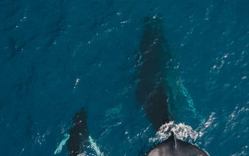 Wallpaper Two Black Whales Swimming