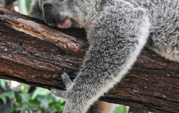 Wallpaper Koala Bear Sleeping on a Tree
