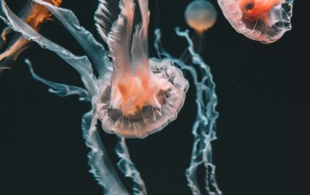 Wallpaper Pink Jellyfish Underwater
