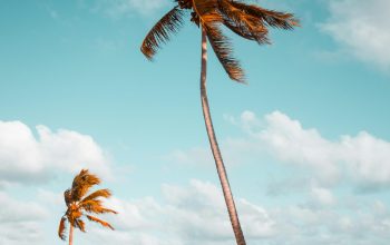 Wallpaper Two Coconut Palm Trees Near Shore Under White Clouds During Daytime