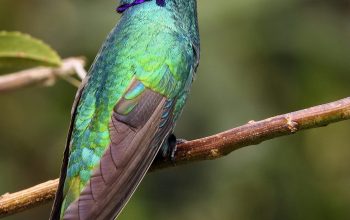 Wallpaper Blue and Green Bird on Brown Branch