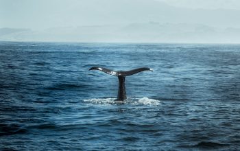 Wallpaper Blue Whale in Body of Water