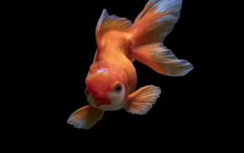 Wallpaper White Goldfish
