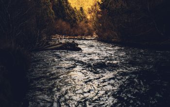 Wallpaper Brown Leafed Trees