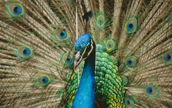 Wallpaper Green and Blue Peacock Spreading Wings