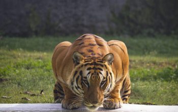 Wallpaper Brown and Black Tiger Near Body of Water