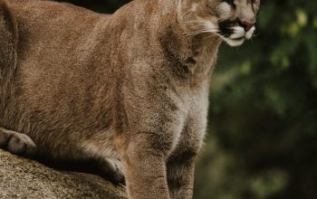 Wallpaper Brown and Black Wild Cat on Brown Rack