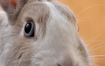 Wallpaper Closeup Gray Rabbit