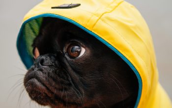 Wallpaper Adult Black Puppy in Yellow Raincoat