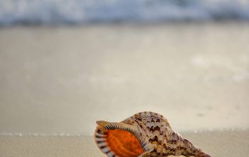 Wallpaper Brown and White Conch on Seashore