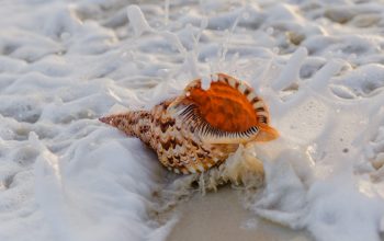 Wallpaper Brown and Black Seashell