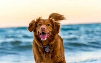 Wallpaper Dog Running on Beach During Daytime