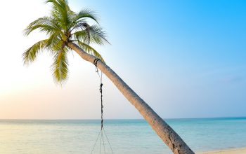 Wallpaper Swing Hanging on Coconut Tree Near Seashore