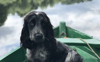 Wallpaper Black Dog on Boat