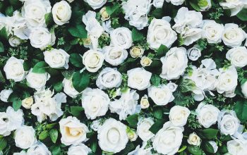 Wallpaper White Rose Field