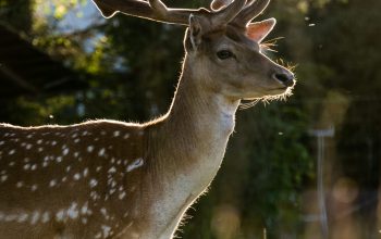 Wallpaper Sunlit Deer Photography