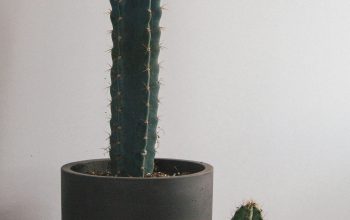 Wallpaper Cactus Plant on Wooden Surface