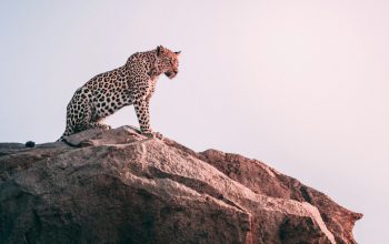 Wallpaper Brown Leopard on Grey Rock