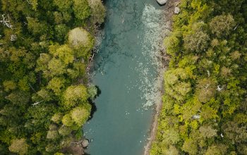 Wallpaper Top View River Between Pine Trees