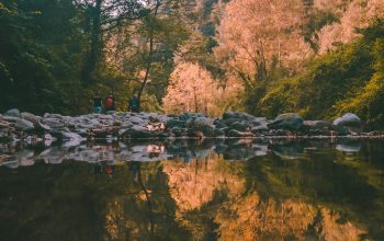 Wallpaper Lake Surrounded by Trees