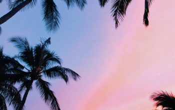 Wallpaper Low-Angle Photography Coconut Trees During Golden Hour