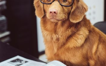 Wallpaper Dog Sitting in Front of Books
