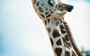 Wallpaper Brown and White Giraffe