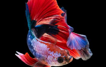 Wallpaper Red and Silver Guppy Fish