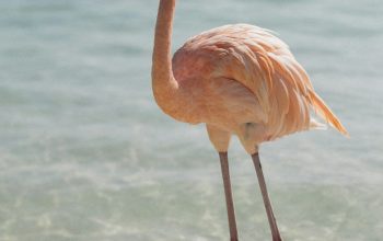 Wallpaper Pink Flamingo Beside Body of Water