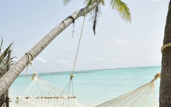 Wallpaper Coconut Palm Tree and Hammock by the Sea During Daytime