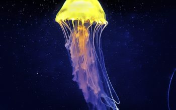 Wallpaper Yellow and White Jellyfish