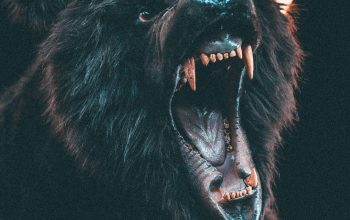 Wallpaper Roaring Brown Bear