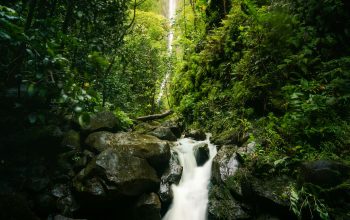 Wallpaper Waterfall and Forest