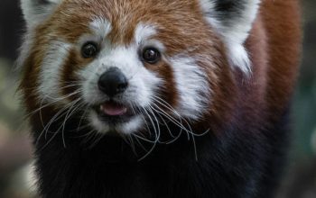 Wallpaper Red Panda