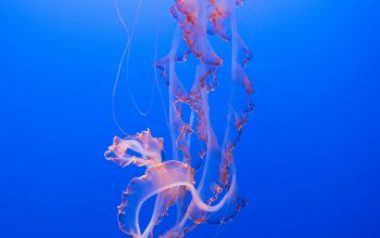 Wallpaper Pink and Orange Jellyfish