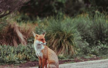 Wallpaper Red Fox on Concrete Road
